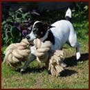 Jessie and  her knotted rope toy
