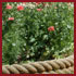 Poppies in the Coir Rope border