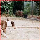 Buster and his rope dog toy Buster and his rope dog toy