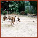 Buster the dog swings a rope