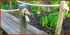 A boardwalk though a bog garden in Jersey